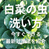 白菜の虫洗い方