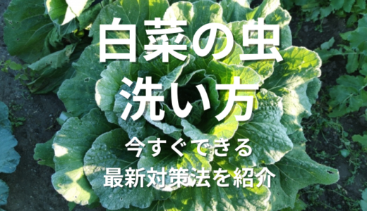 白菜の虫洗い方：虫を見つけたらどうする？今すぐできる！最新対策法