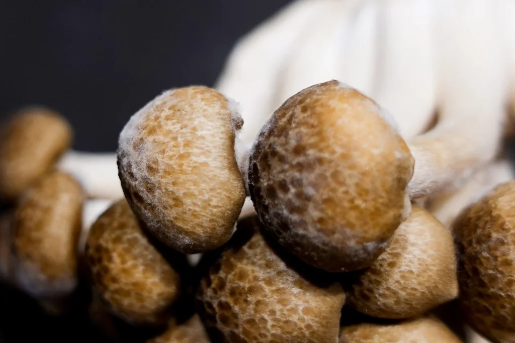 しめじ　白いふわふわ